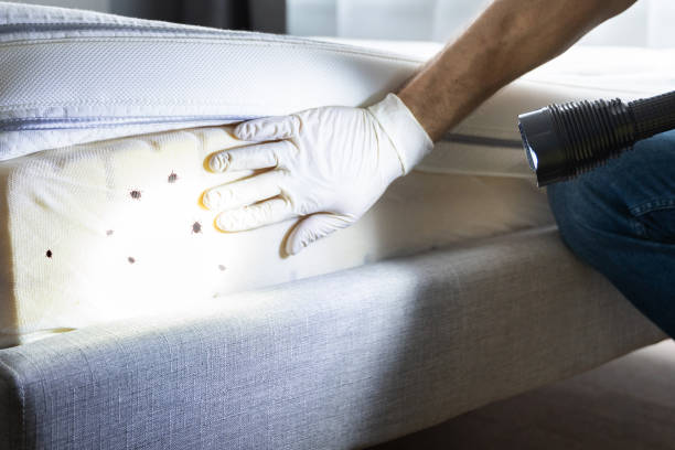 Best Cockroach Control Services  in Little Falls, NY