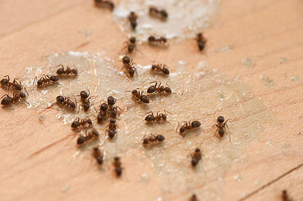 Spider Control Near Me in Little Falls, NY