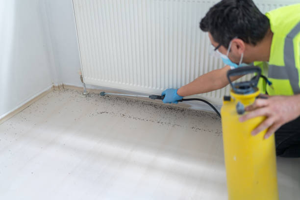 Best Termite Control Services  in Little Falls, NY